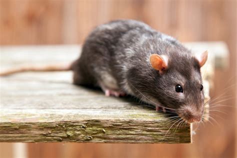 Les Signes Indiquant Une Infestation De Rats Et Comment Agir Rapidement