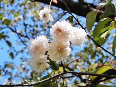 善正寺菊桜 桜図鑑｜公益財団法人日本花の会