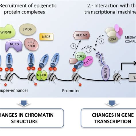 Role Of Bet Proteins In Transcriptional Regulation Bet Proteins Bets