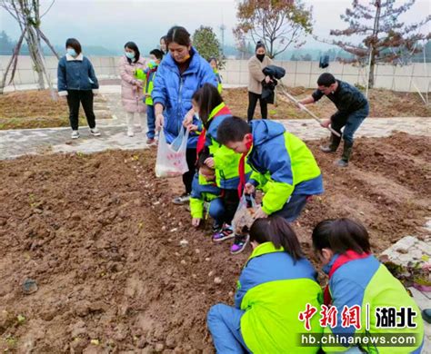 中新网湖北 湖北新闻网 恩施市高旗实验小学“空中菜园”开展劳动实践