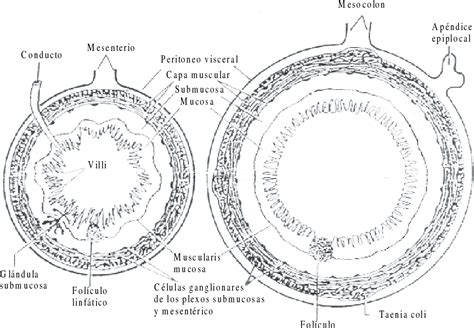 Figure From Fisiopatolog A De La Diarrea Aguda Semantic Scholar