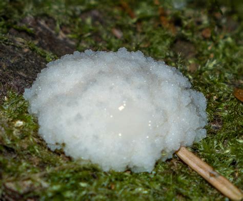 Plasmodial Slime Mold Bob Schor Flickr