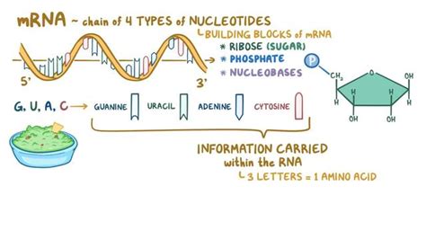 Video: DNA replication