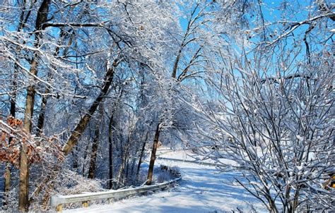 Wallpaper Winter Road Forest Snow Frost Forest Road Winter For