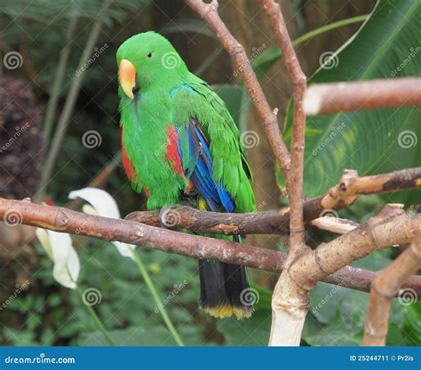 Male Eclectus Parrot Eclectus Roratus Stock Image Image Of Parakeet