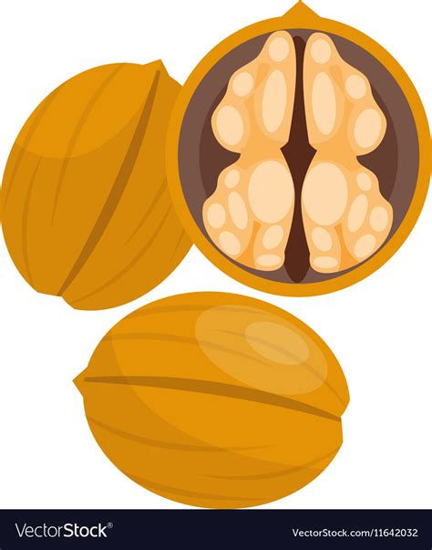 Pile Of Nuts Walnuts Royalty Free Vector Image