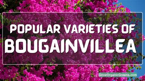 14 Most Popular Varieties Of Bougainvillea - Shrubs With Flowers