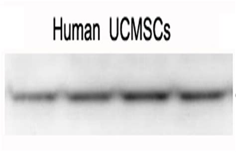 Nanog Anti Nanog Rabbit Polyclonal Antibody