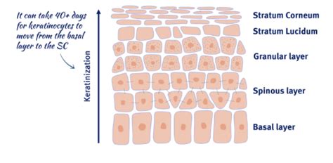 Exfoliation and Desquamation of Skin