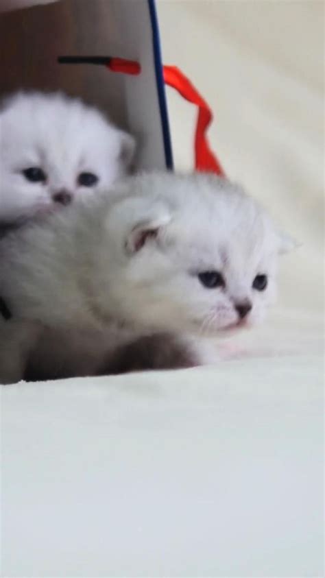 kittens cutest baby | kittens cutest wallpaper | kittens cutest fluffy ...