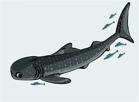 80 Ikan Remora Ilustrasi Grafik Vektor And Clip Art Bebas Royalti Terbaik Istock