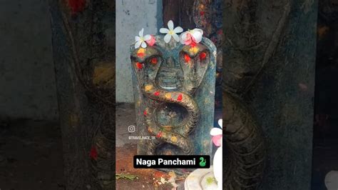 Naga Panchami Nagadevatha Celebrates The Sacred Serpent Dedicated To