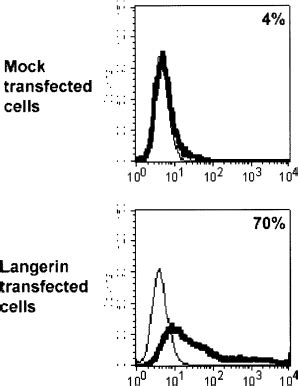 Visualization And Characterization Of Migratory Langerhans Cells In