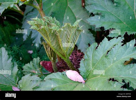 Giant Green Leaves Stock Photo Alamy