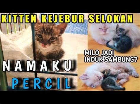 Kitten Di Buang Ketakutan Kejebur Selokan Punya Induk Sambung Siapa