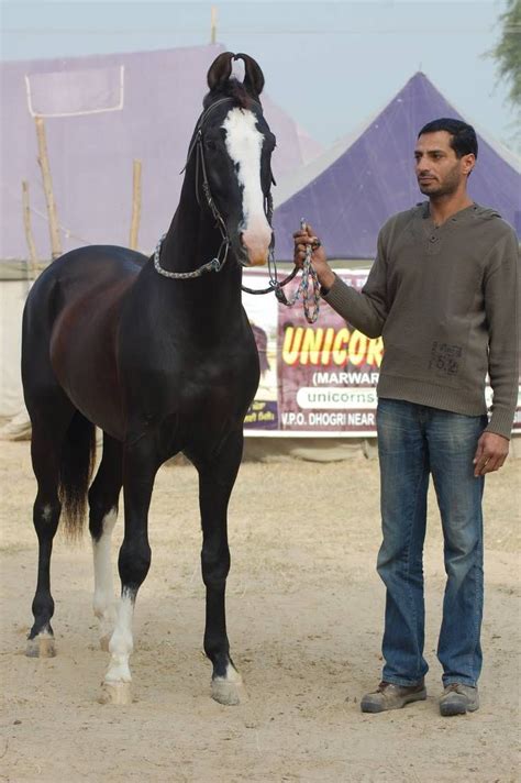 Марварская порода лошадей (марвари) | Marwari horses, Beautiful horses ...
