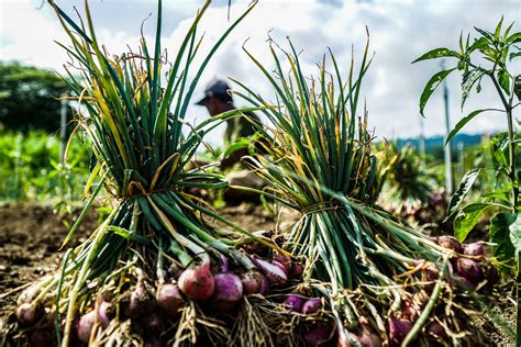 Banyak Petani Gagal Panen Di Keerom Paraparatv Id