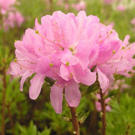 Azalia wielkokwiatowa ‘Western Lights’