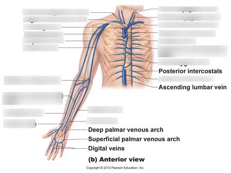 Blood Vessel Lab Practical Diagram Quizlet