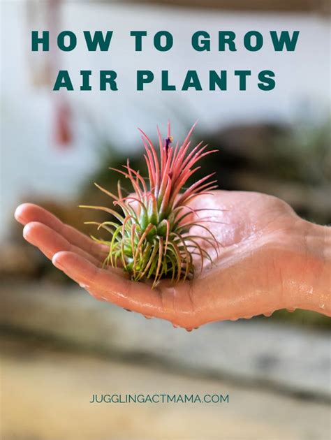 How To Grow Air Plants Juggling Act Mama