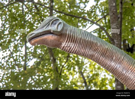 Brontosaurus teeth hi-res stock photography and images - Alamy