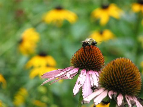 Bumble Bee On Coneflower Amy Woodward Flickr