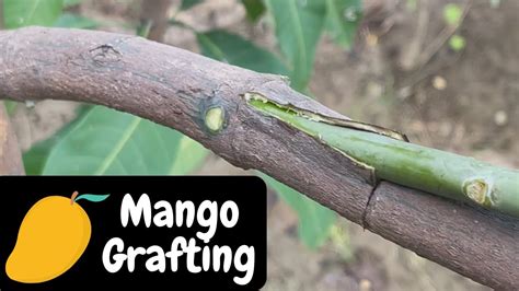 How To Graft A Mango Tree Youtube