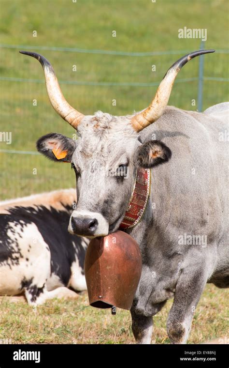 Cow Bell Hi Res Stock Photography And Images Alamy