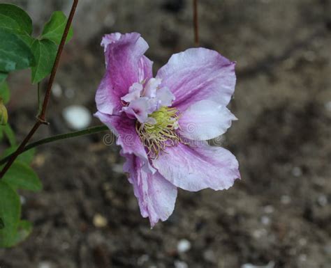 Tree Peony Paeonia Suffruticosa Flower In Garden Stock Photo Image