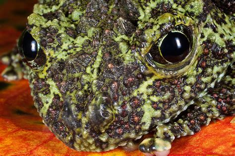 Vietnamese Mossy Frog Ken Koskela Photography