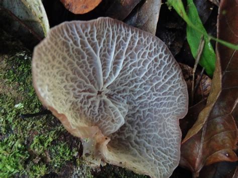 Complex Auricularia Delicata Inaturalist