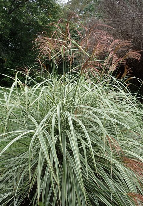 Miscanthus Sinensis Variegatus Variegated Miscanthus North