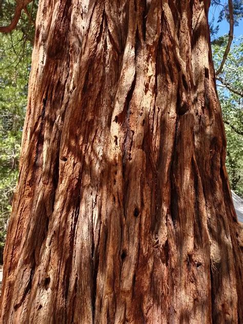 Calocedrus Decurrens Conifer California Incense Cedar Incense Cedar