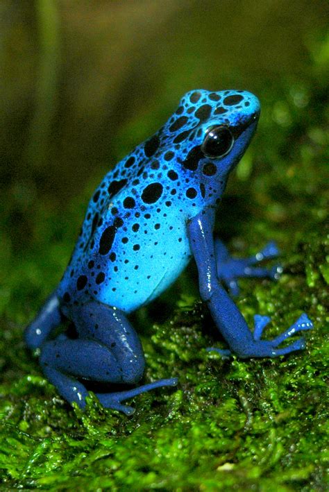 Blue Poison Dart Frog Facts and Pictures