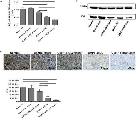 Frontiers Tumor Targeted Gene Silencing Ido Synergizes Ptt Induced