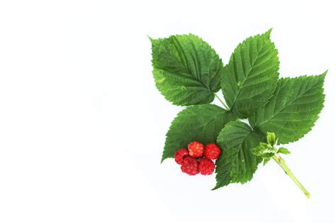 Лист Малины Картинка – Telegraph