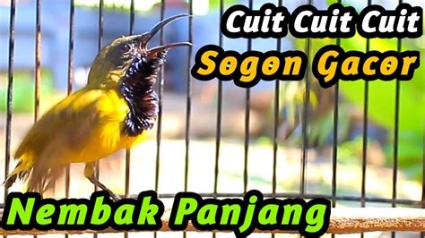 AUTO GACOR SUARA MIRIP SOGON BETINA MEMANGGIL JANTAN BAGUS UNTUK