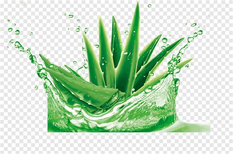 Hd Aloe Vera Green Plant Png PNGEgg