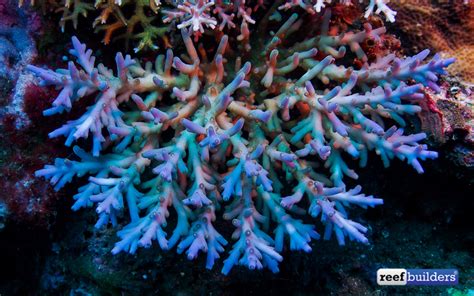 Nature Still Grows The Best Acropora Colonies Reef Builders The