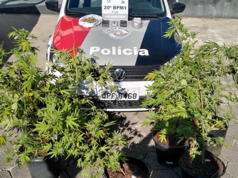 PM de Caraguá prende homem que cultivava maconha em casa Tamoios News