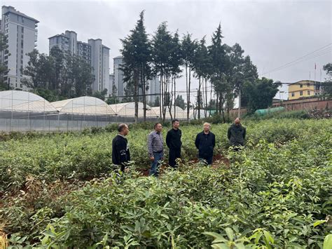 昆明市西山林场乡土树种保障性苗圃基地建设初见成效 Isenlin Cn