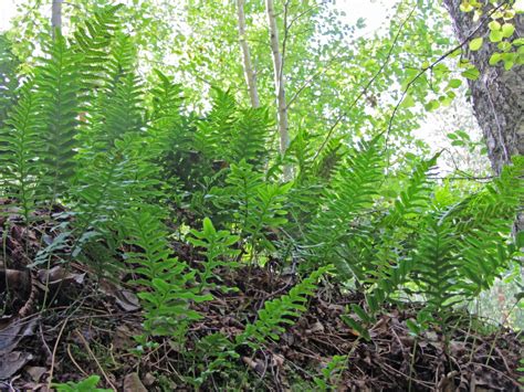 Polypodium vulgare (Common Polypody) | North Carolina Extension ...