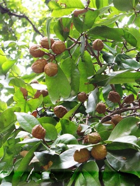 Our Philippine Trees Interesting Fruiting Natives In Up