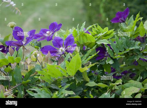 Plantas Con Una Flor Fotografías E Imágenes De Alta Resolución Alamy