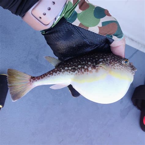 東京湾ショウサイフグ釣りに行ってきました。 ふらふらスピリチュアル 船と魚とわたし。ときどきヒーリング〜地球は遊び場〜