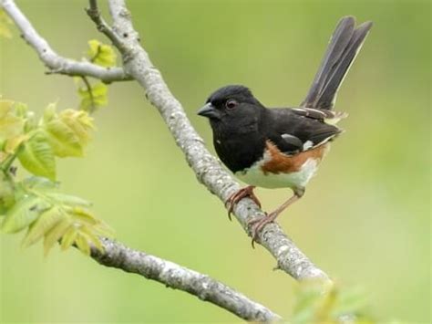 Eastern Towhee - NestWatch