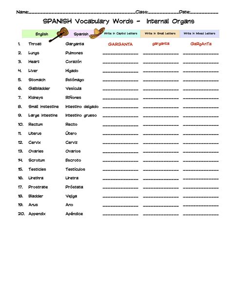 Spanish Internal Organs Vocabulary Word List Column Worksheet Made By