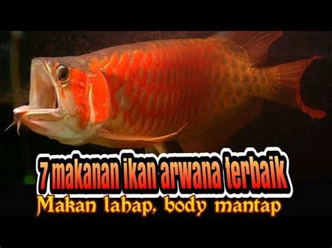 Makan Ikan Arwana Terbaik Youtube