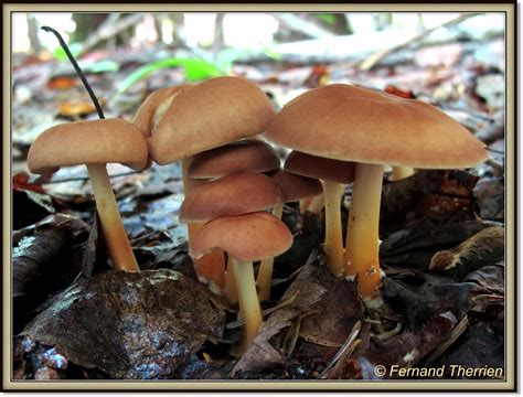 Gymnopus dryophilus Collybie du chêne Charlesbourg Parc Flickr