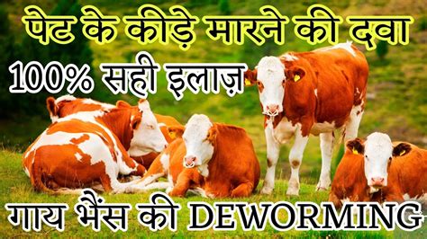 गाय भैंस में Deworming पेट के कीड़े मारने की दवा पशुओं के पेट के कीड़े कैसे मारे Youtube